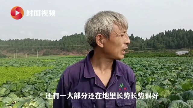 云求助|四川内江东兴区千亩莲花白滞销 菜农忍痛看着蔬菜烂地里