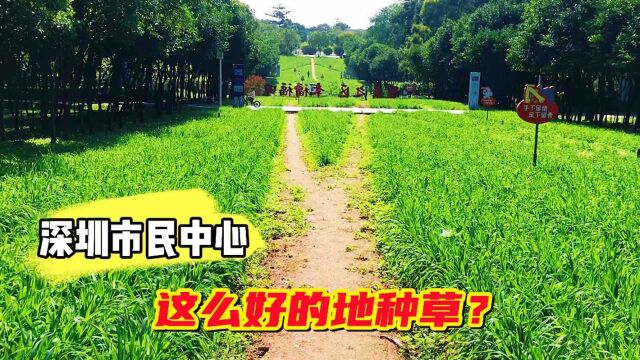 实拍深圳最中心的地方,市民中心,这里经常会种农作物