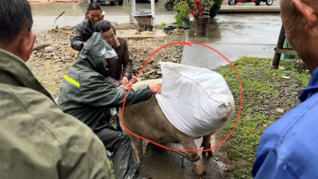 农村杀猪又玩起了新花样 这种抓猪方法还是第一次见 拍给大家看下