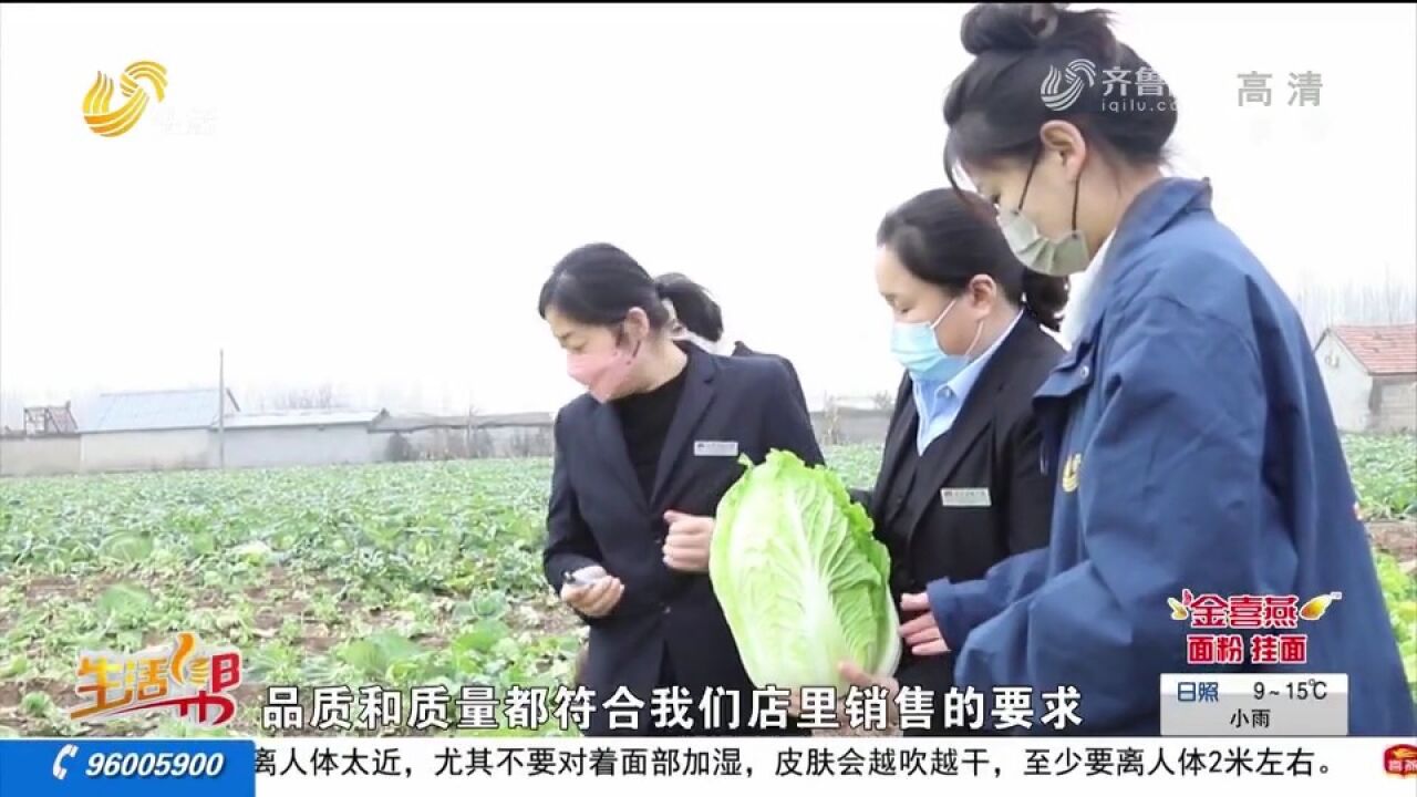 临沂新鲜甘蓝和白菜滞销,菜农求助寻销路,商场爱心助农菜地收购