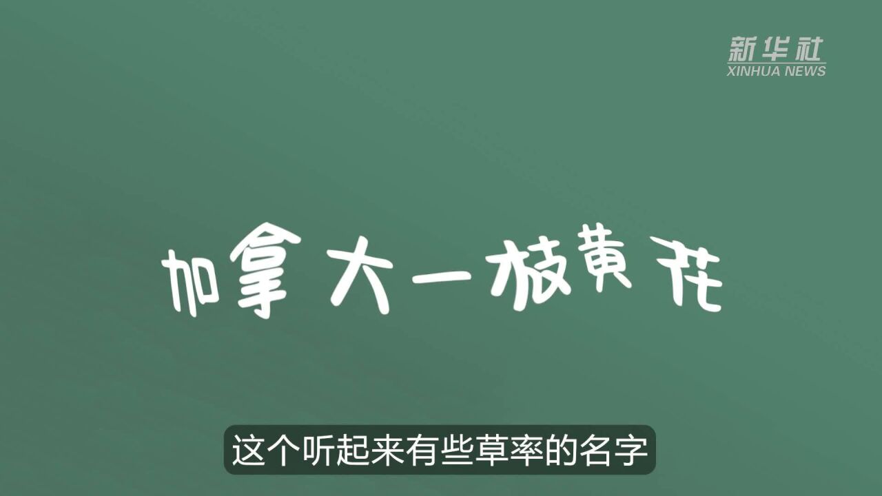 科普知识:入侵物种“加拿大一枝黄花”