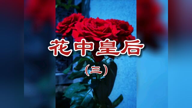 花中皇后(三)