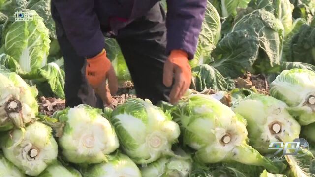 爱心助农丨平度:爱心接力帮助菜农销售大白菜