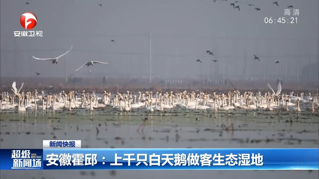 安徽霍邱:上千只白天鹅做客生态湿地