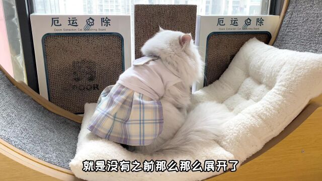 原来热胀冷缩对于小猫也适用!