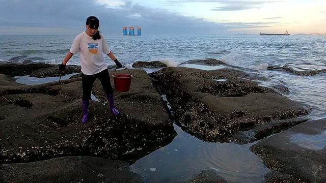 大海退潮后,小郑赶海发现2米长深海凶猛巨鳗,场面太吓人了 #大海的馈赠 #乡村守护人