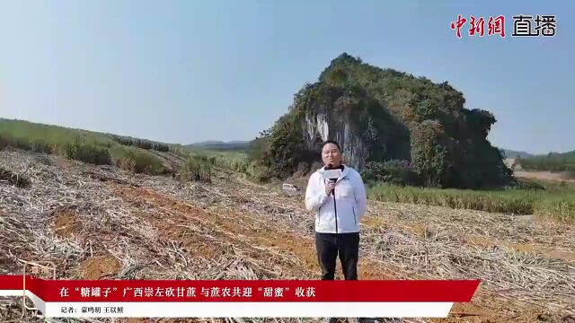 在“糖罐子”广西崇左砍甘蔗 与蔗农共迎“甜蜜”收获