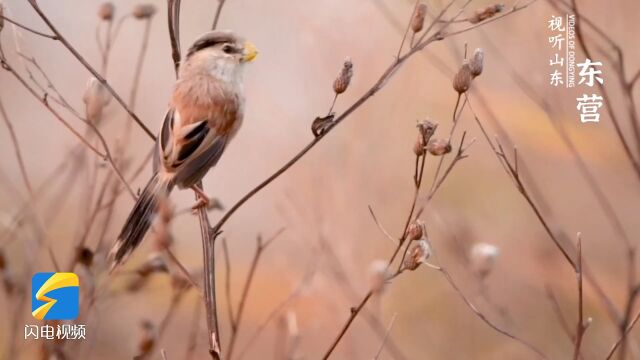 Beautiful Shandong: Reed Parrotbill find home in Dongying