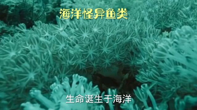 海洋怪异鱼类