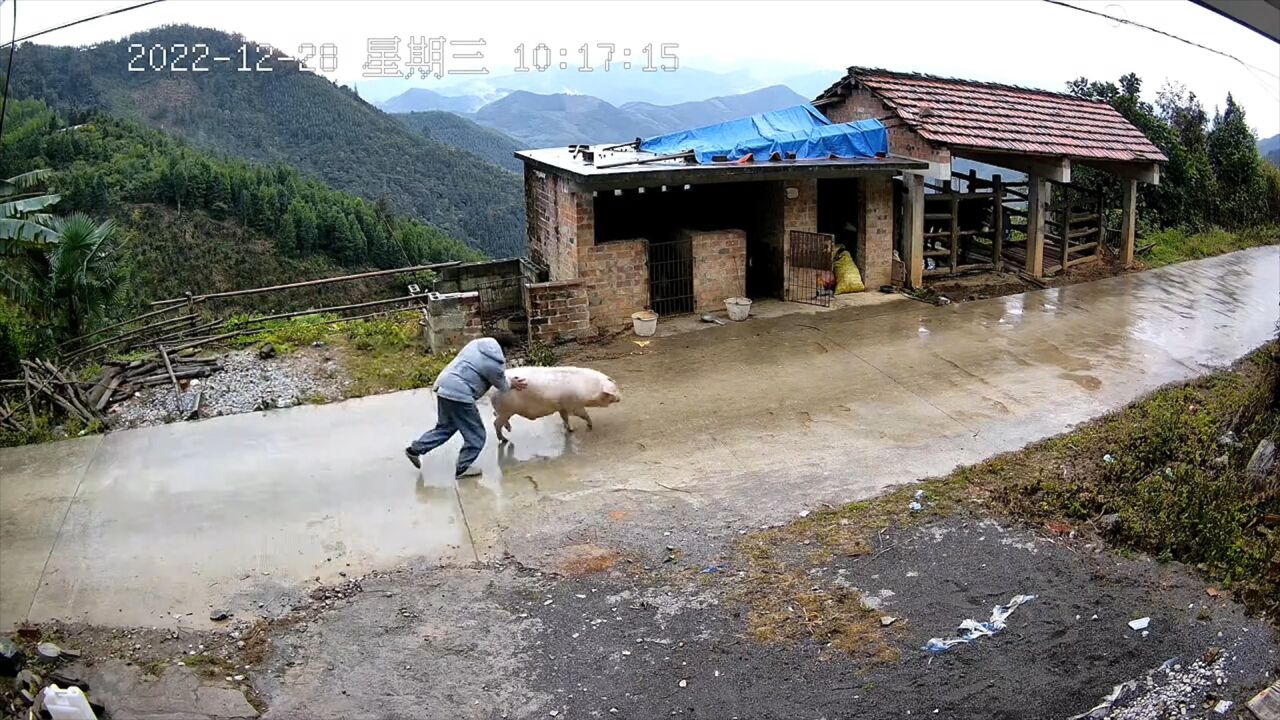 大学生寒假喂猪险放跑慌忙撵猪,姐姐:过年差点就没猪肉吃了