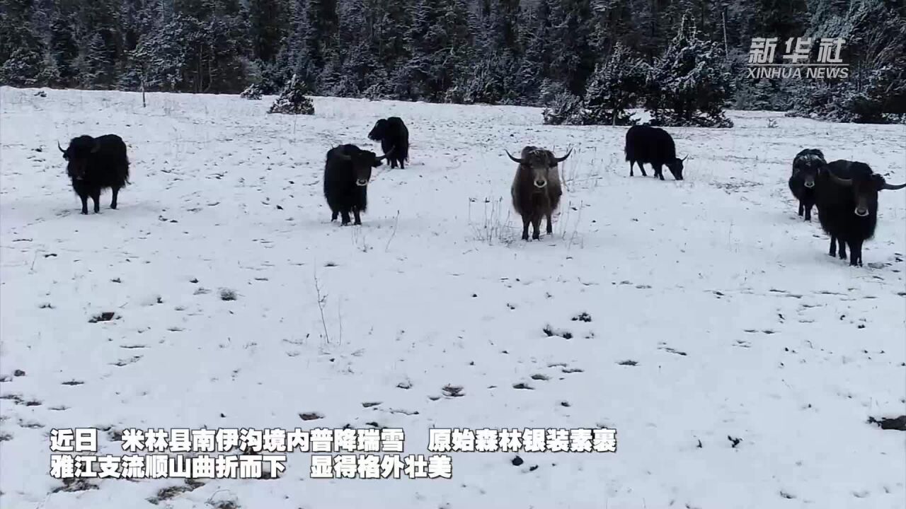 西藏米林:南伊沟普降瑞雪