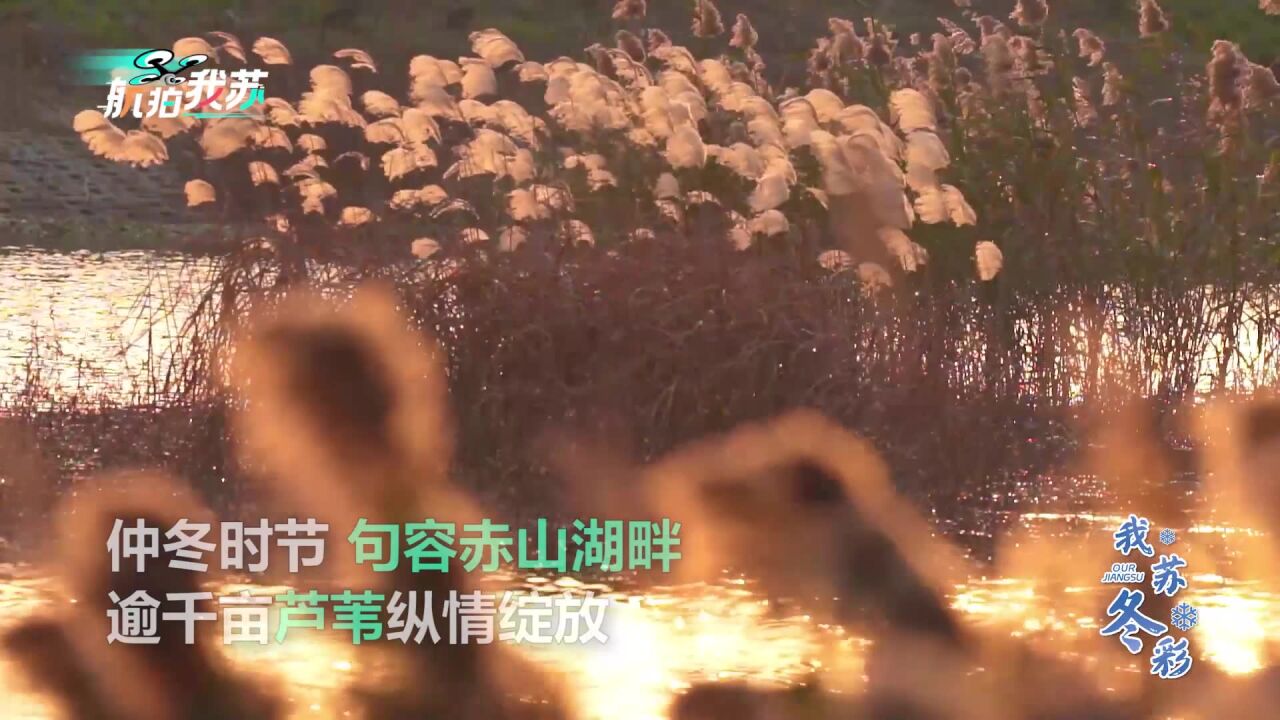 江苏赤山湖芦花映雪飞鸟入画