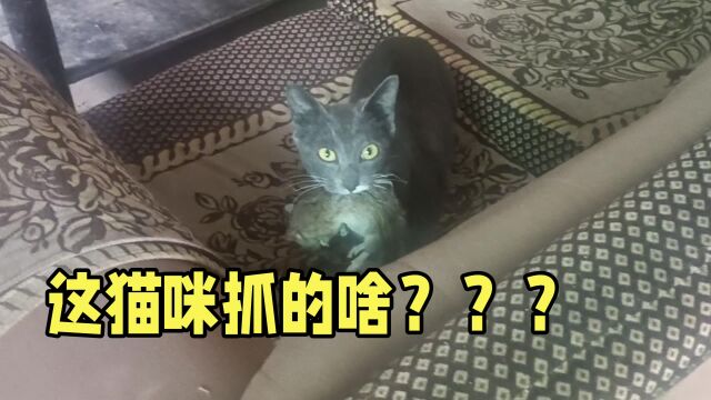 猫咪抓了一只大老鼠