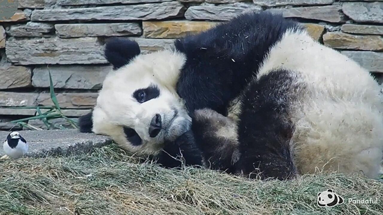 熊猫社区|熊猫宝宝和它的好朋友