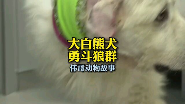 大白熊犬勇斗狼群