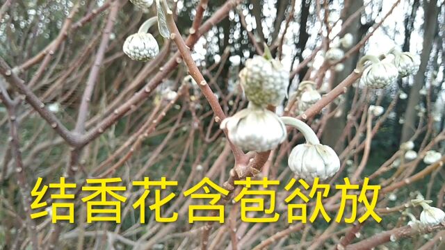 结香花含苞欲放,春天不远了