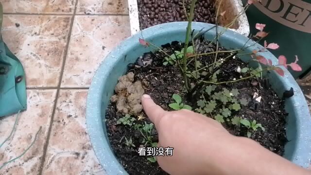 别养草莓了!5种果蔬超“耐肥”,生肥熟肥随便用,谁养谁爆盆