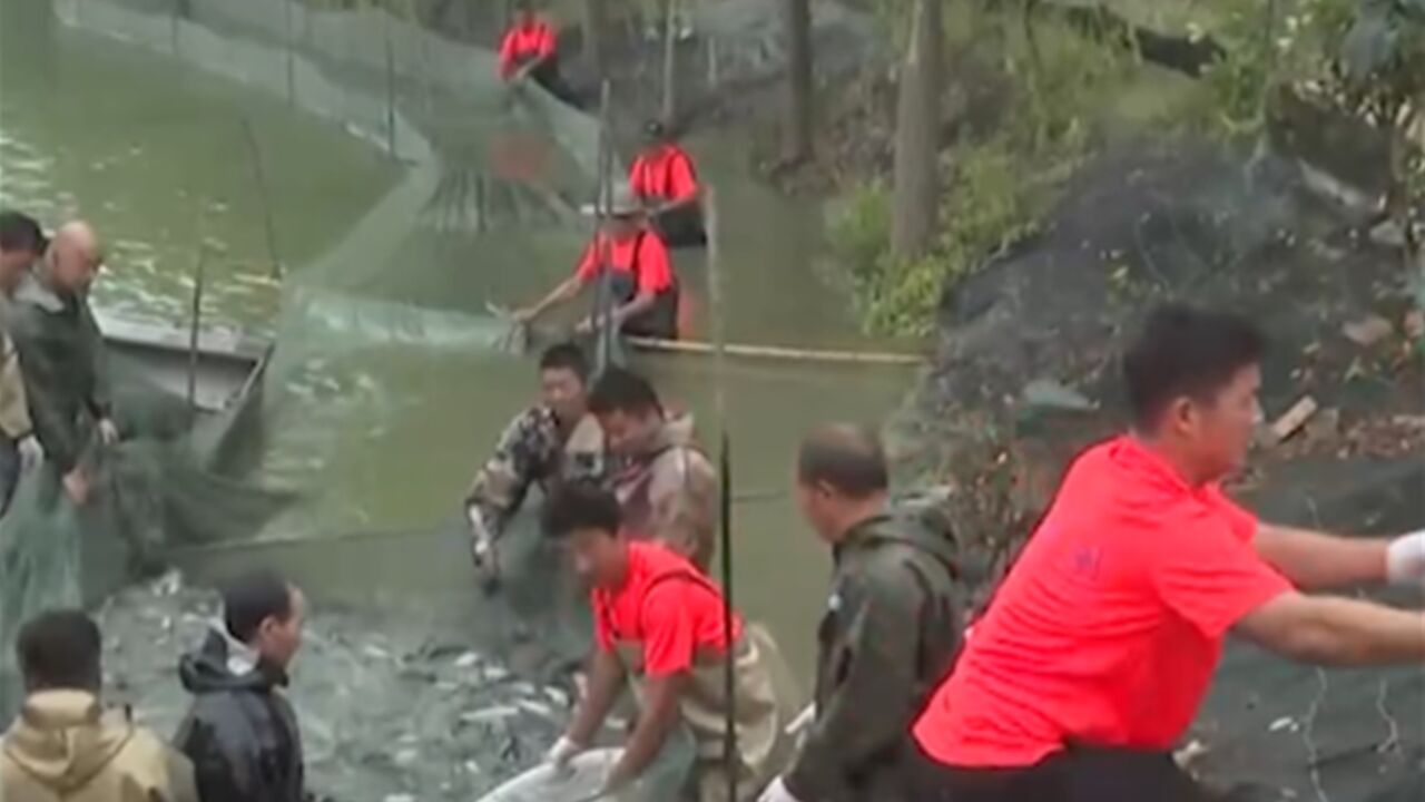 安徽淮北煤矿塌陷区水域草鱼鮰鱼迎丰收,预计今年总产量应该能达到300万斤左右