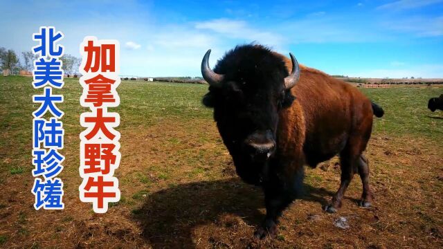 加拿大阿尔伯塔省野牛,牛肉健硕多汁更低卡