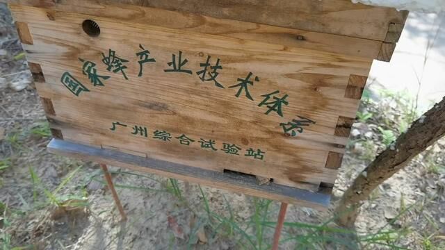 带你到风水宝地参观示范蜂场,中蜂保护区基地哦 #中蜂 #养蜂生活 #养蜂人 #土蜂蜜