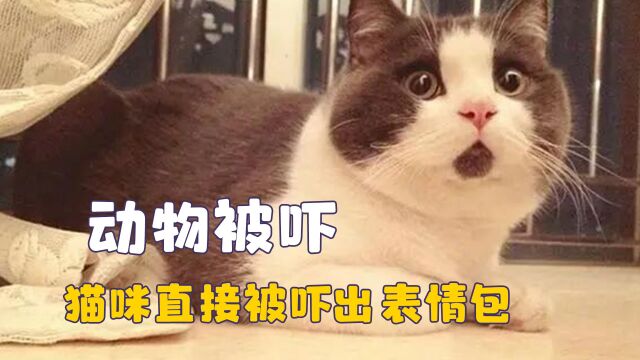 原来动物也会被吓一跳,猴子以为看见了祖宗,猫咪被吓出表情包