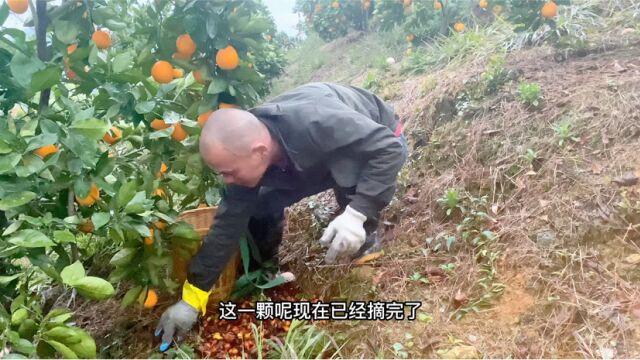 今天收获满满,山上遇到大颗“金樱子”树,差点就摘了一筐