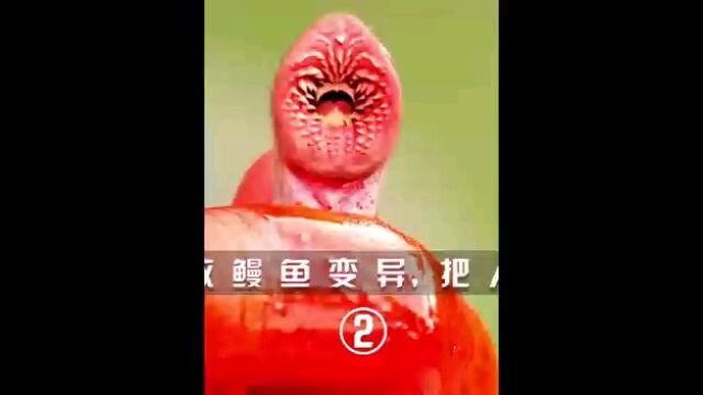 电影血湖,欢迎观看