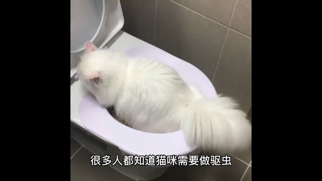 超详细猫咪驱虫讲解,家里有猫的注意了