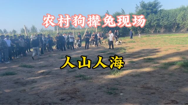 实拍农村“狗撵兔”现场,场面一度混乱,速度与激情展现的淋漓尽致