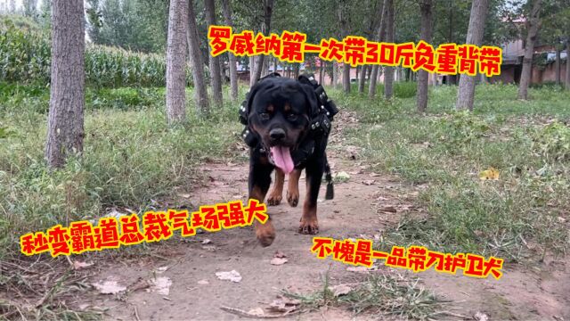 罗威纳第一次带30斤背带,秒变霸道总裁,不愧是一品带刀护卫犬