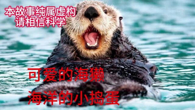 可爱的海獭:海洋的小捣蛋