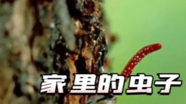 家里常见的虫子都是哪来的?#科普