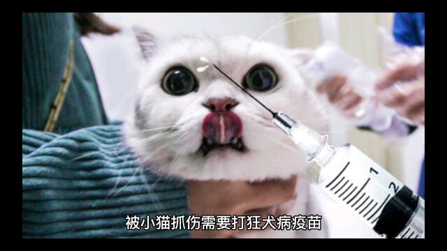 猫抓伤要不要打狂犬疫苗