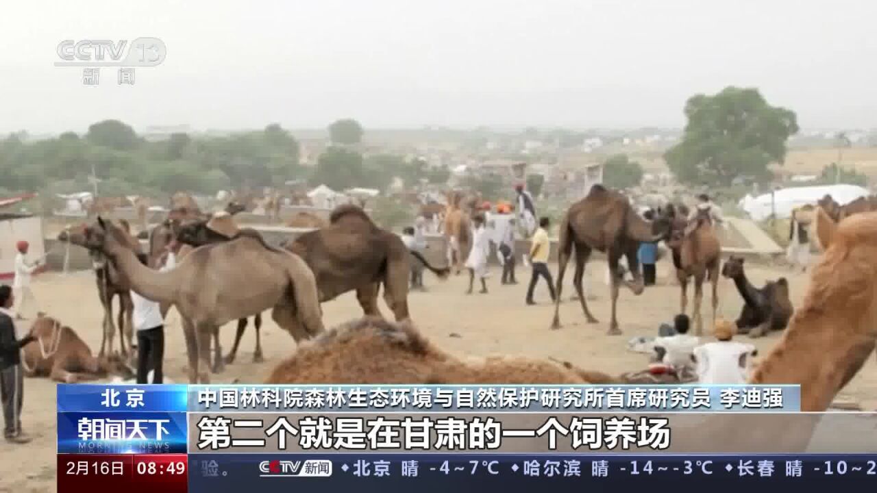 关注野骆驼 科考专家:野骆驼与家骆驼不是“一家人”