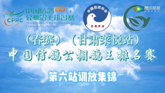 中国信鸽公棚鸽王排名赛春赛甘肃莱悦站爱鸽训放