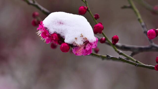 春雪 作者:王群