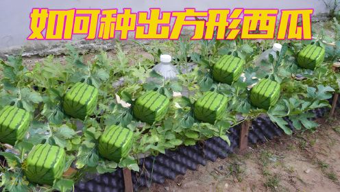方形西瓜种植技术