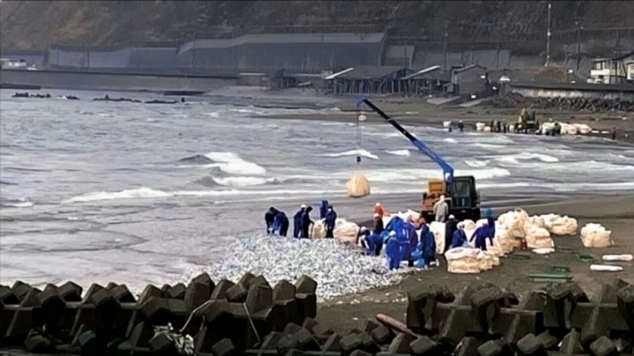 80年来首次!日本新泻海滩突现大规模沙丁鱼尸体,死因至今成谜