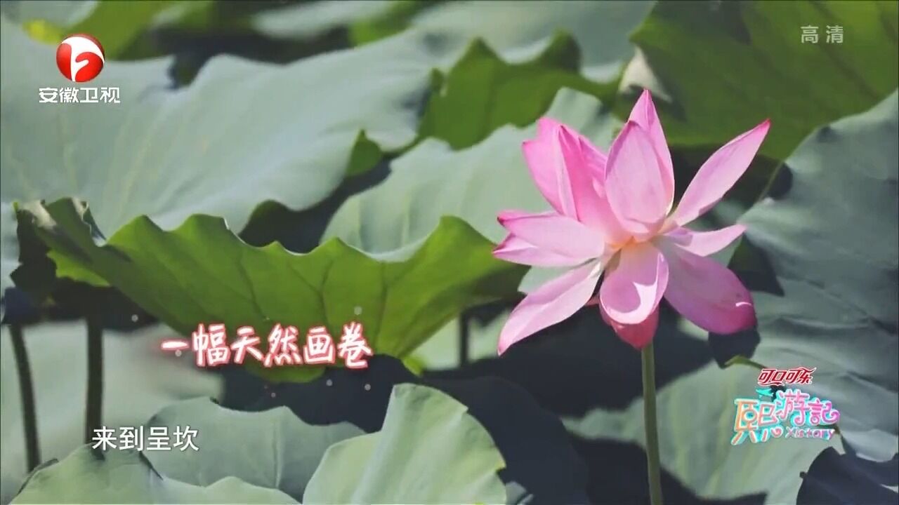 走进安徽呈坎,刘语熙大王坐竹排,感受荷塘美景|熙游记