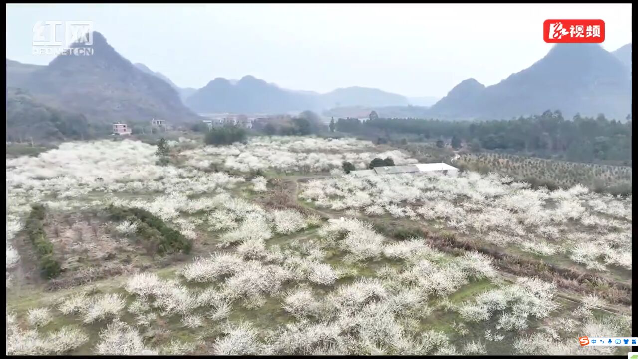 视频丨湖南道县:李花盛开春意浓