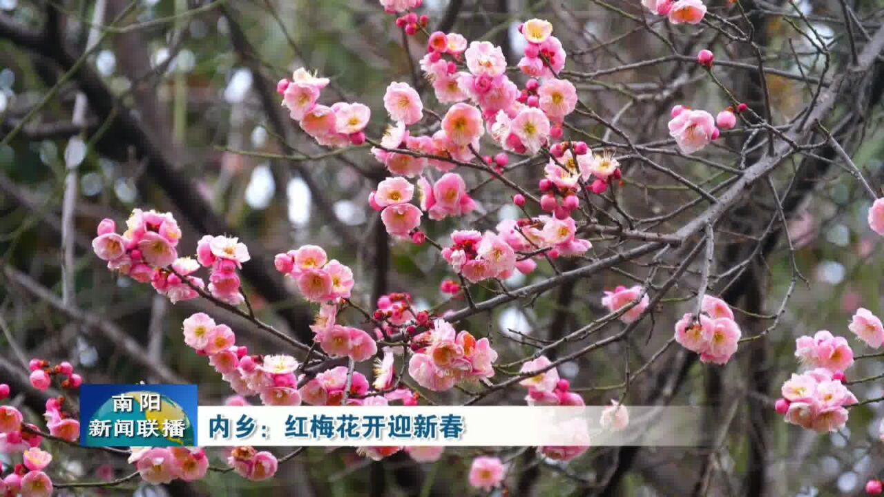 南阳内乡:红梅花开迎新春