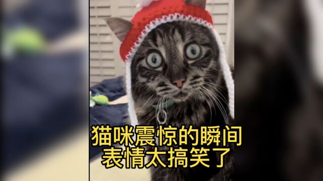 盘点那些让猫咪惊呀的瞬间,猫咪惊呆了的表情太搞笑了