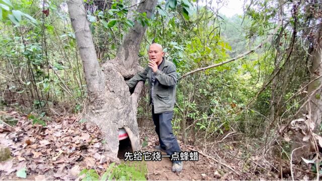 山上遇到空心树洞,一番操作改造成“诱蜂洞”,诱蜂效果绝对好