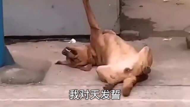 猫:你是不是有猫病?居然给我看这种片?