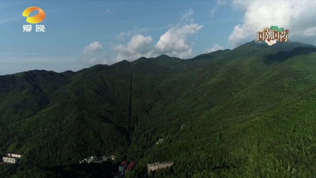 薯蓣:药食同源的山野“珍宝”