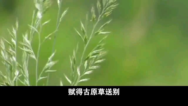 赠别亲友古诗《赋得古原草送别》