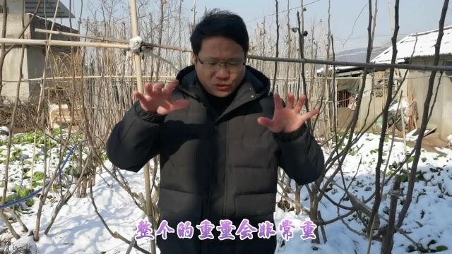 无花果为什么要防鸟网?因为再强的网也扛不住这波操作!