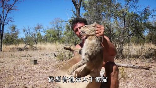 澳洲野猫泛滥成灾，吃掉数十亿只野生动物，它们究竟有多猛？