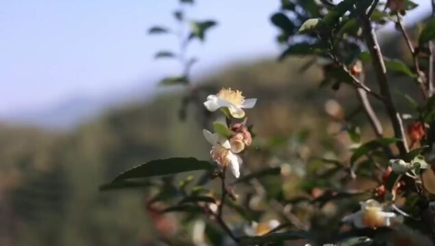 初春时节,最美的是和你一起品尝量身定制的春日新鲜