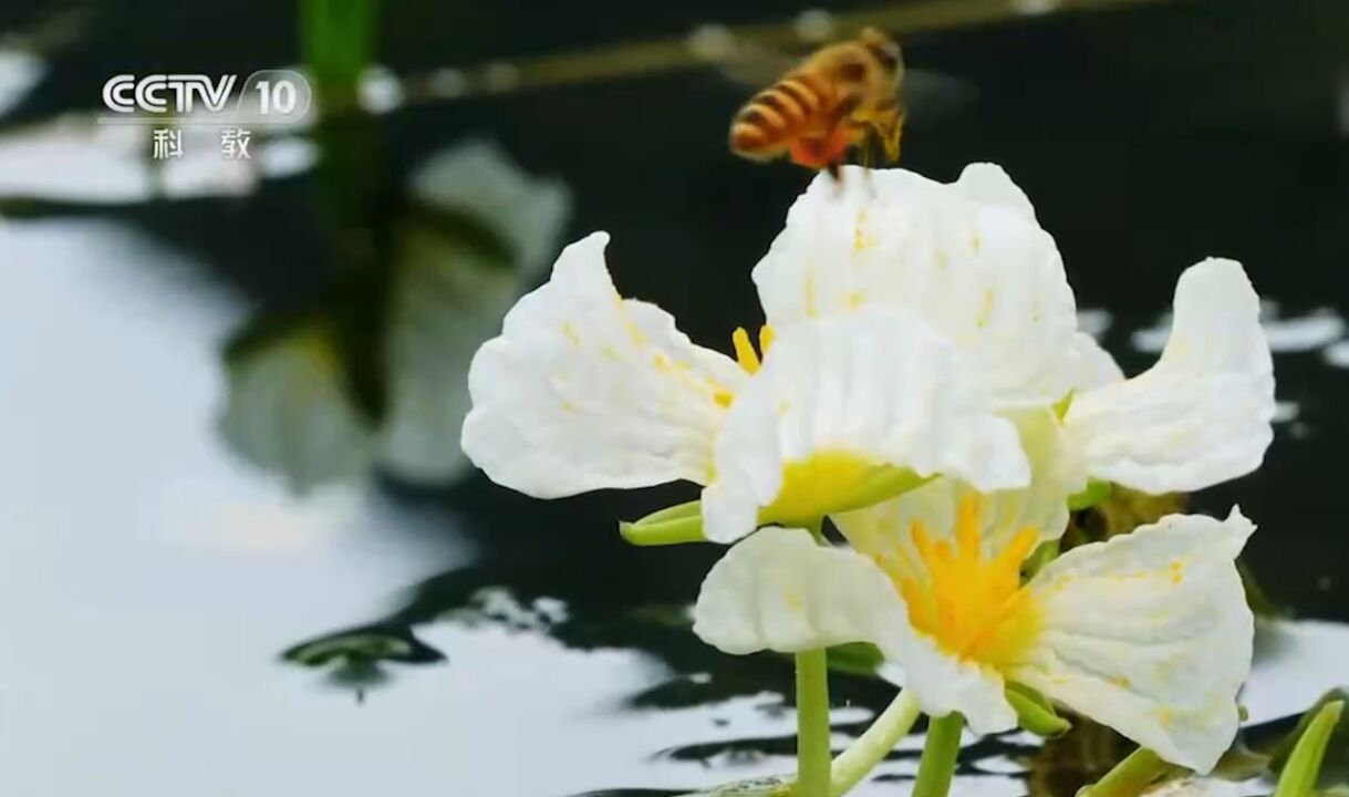 海菜花被誉为大自然的“水质试金石”,对水质极为敏感